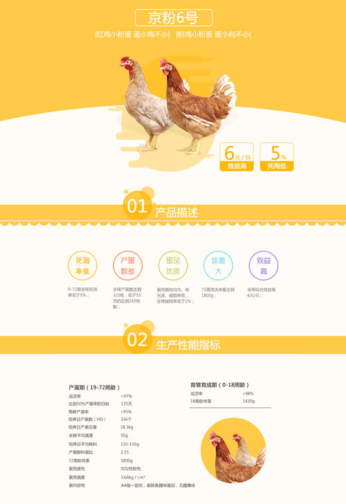 北京育出蛋鸡新品种“京粉6号”：产蛋多、蛋重小、体重大