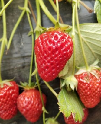 产业发展人才为本 草莓产业正在汇聚越来越多新农人