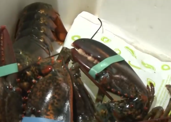 潛江小龍蝦大規模上市深受歡迎 “到潛江吃小龍蝦”成吃貨最新儀式感