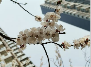 哪些人不能吃苹果？苹果红枣枸杞汤的功效有哪些？