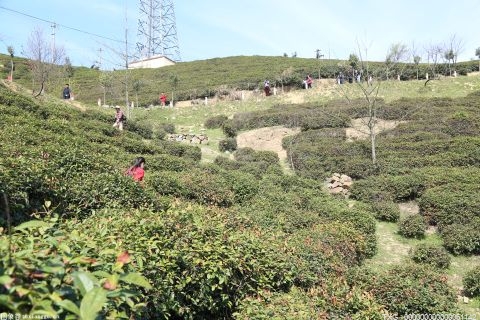 张家界永定区莓茶种植面积达13万亩 创产值22亿元