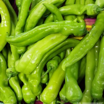 1至9月永州道县蔬菜种植面积达48.1万亩 蔬菜总产值18.8亿元